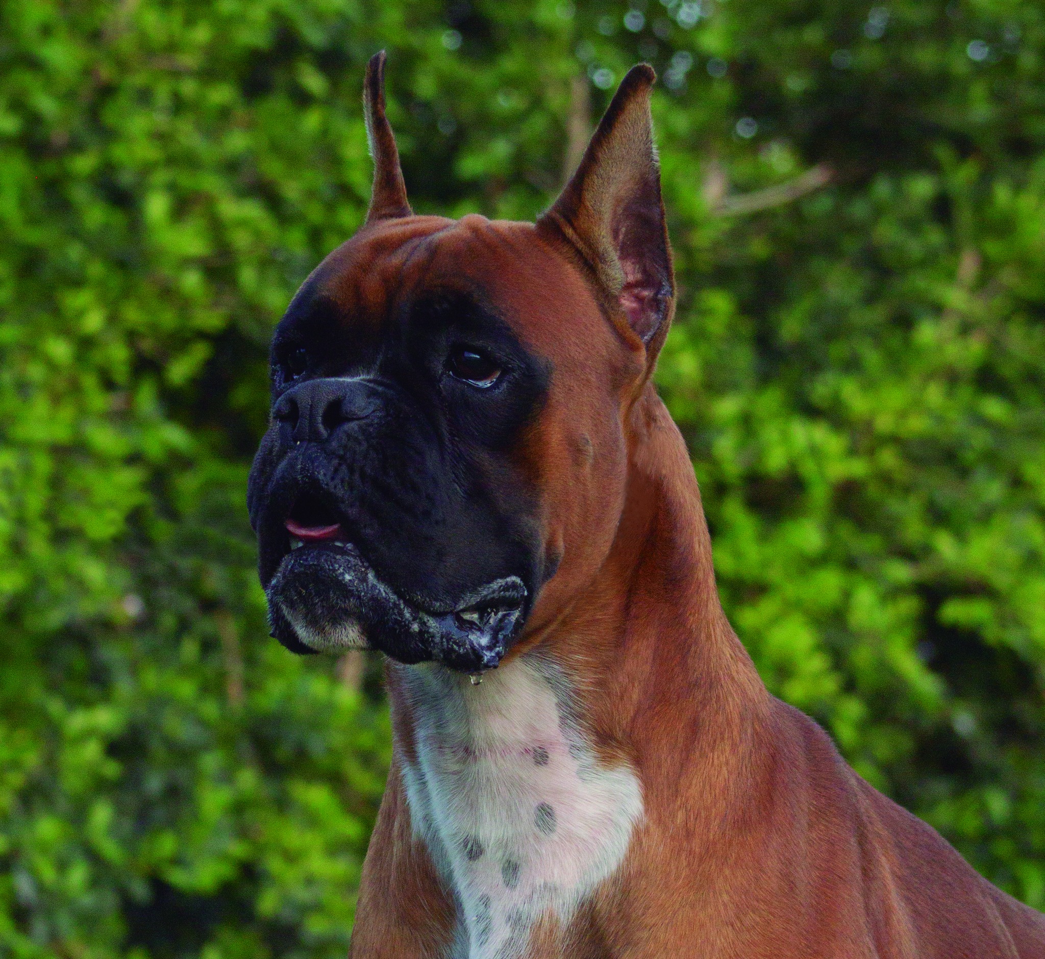 Baltic - Macho Boxer