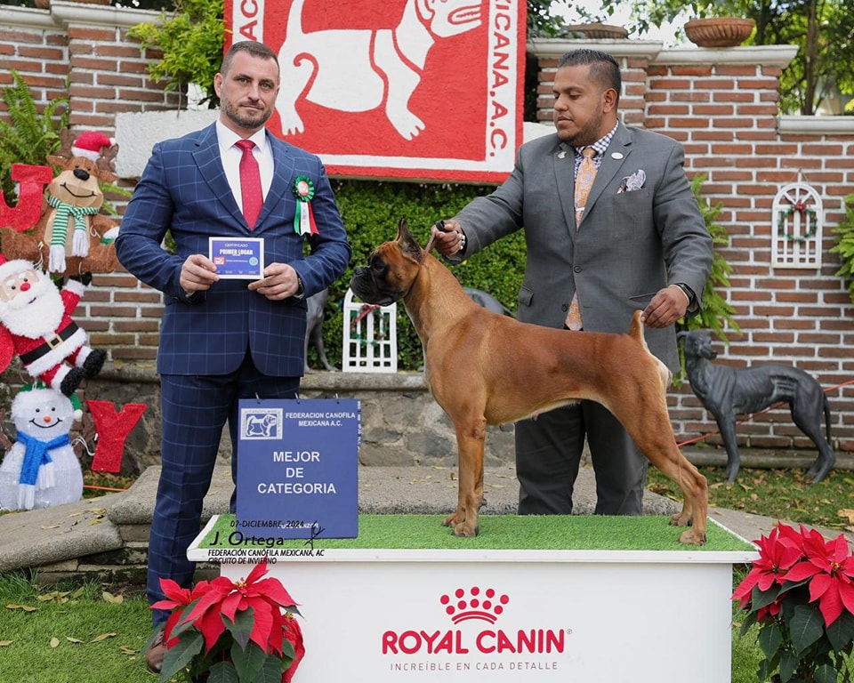 Boxer campeón Mejor de Categoría - Boxers del Desierto