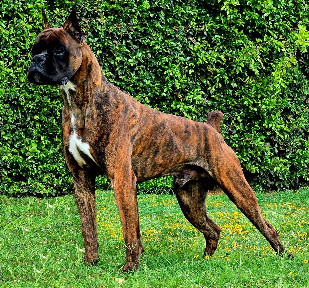 Cornelius - Macho Boxer